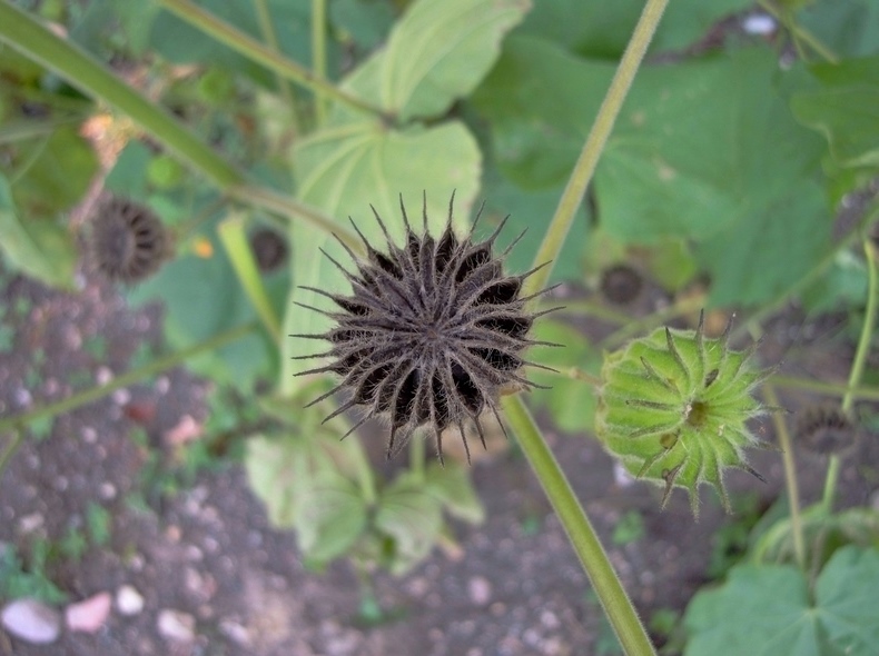 Abutilon theophrasti (Malvaceae)