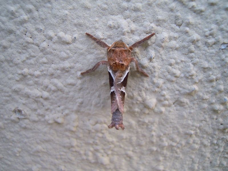 Presunto Noctuidae da determinare. No, Hepialidae: Triodia sylvina