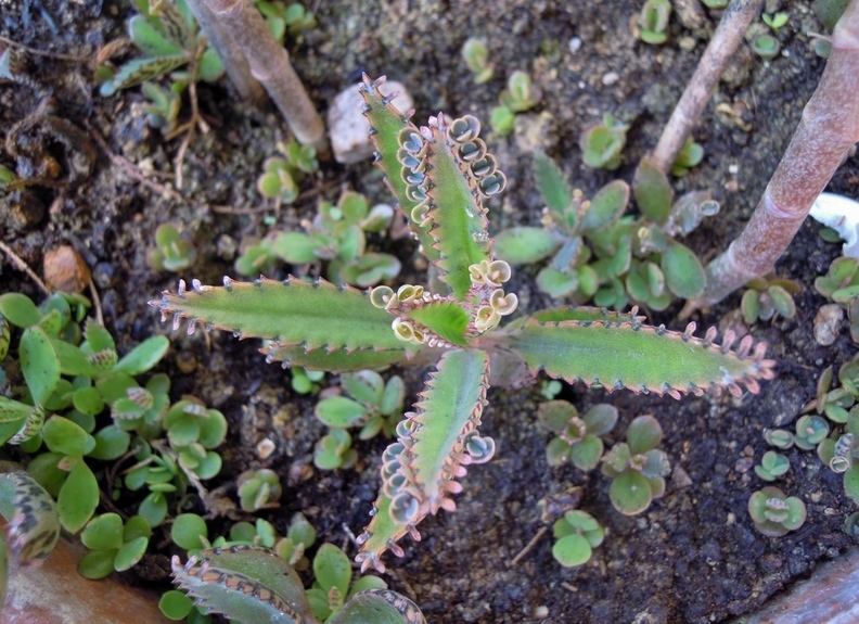 Kalanchoe x houghtonii  (Crassulaceae)