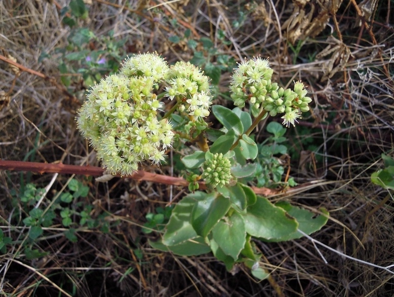 Hylotelephium maximum / Borracina massima