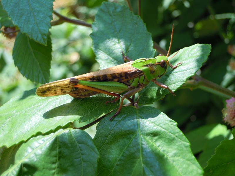 Locusta migratoria cinerascens