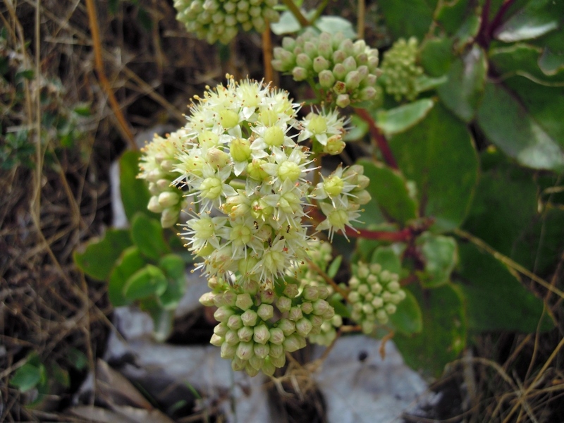 Hylotelephium maximum / Borracina massima