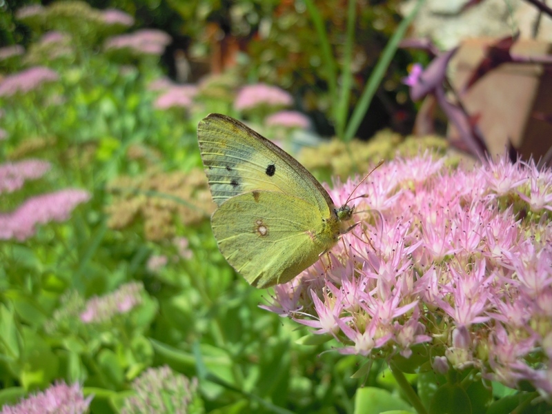 Colias crocea? S, f. helice