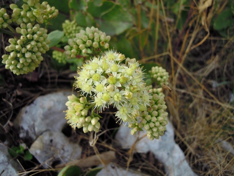 Hylotelephium maximum / Borracina massima