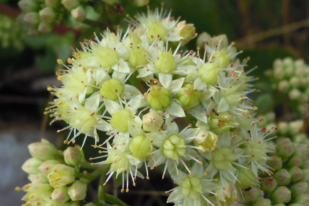 Hylotelephium maximum / Borracina massima