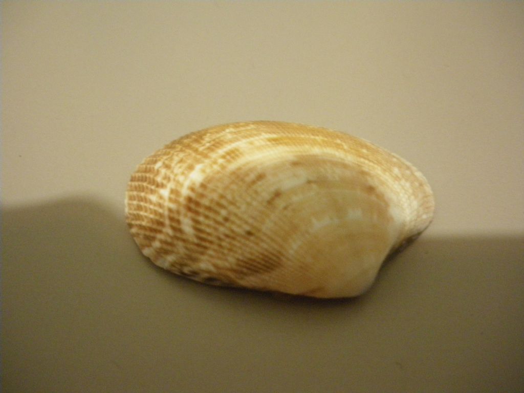 Bivalve da determinare