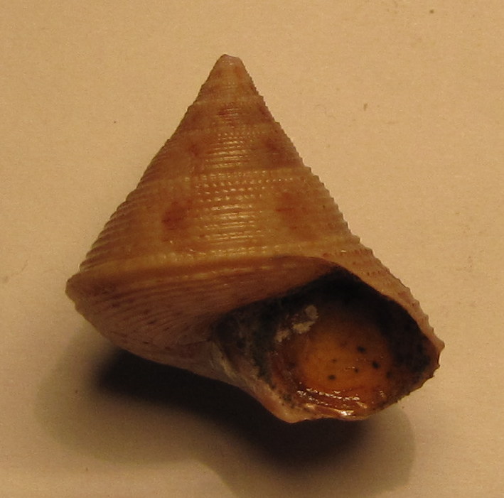 Calliostoma granulatum