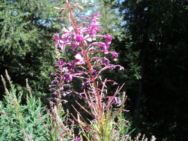 (AO) : Chamaenerion angustifolium (=Epilobium angustifolium)