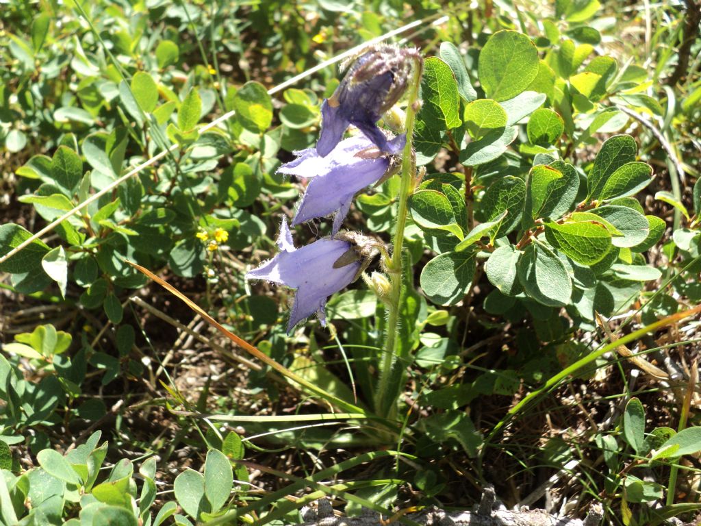 Torgnon (AO) : Campanula barbata