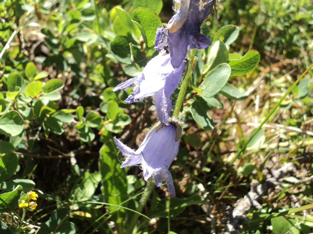 Torgnon (AO) : Campanula barbata