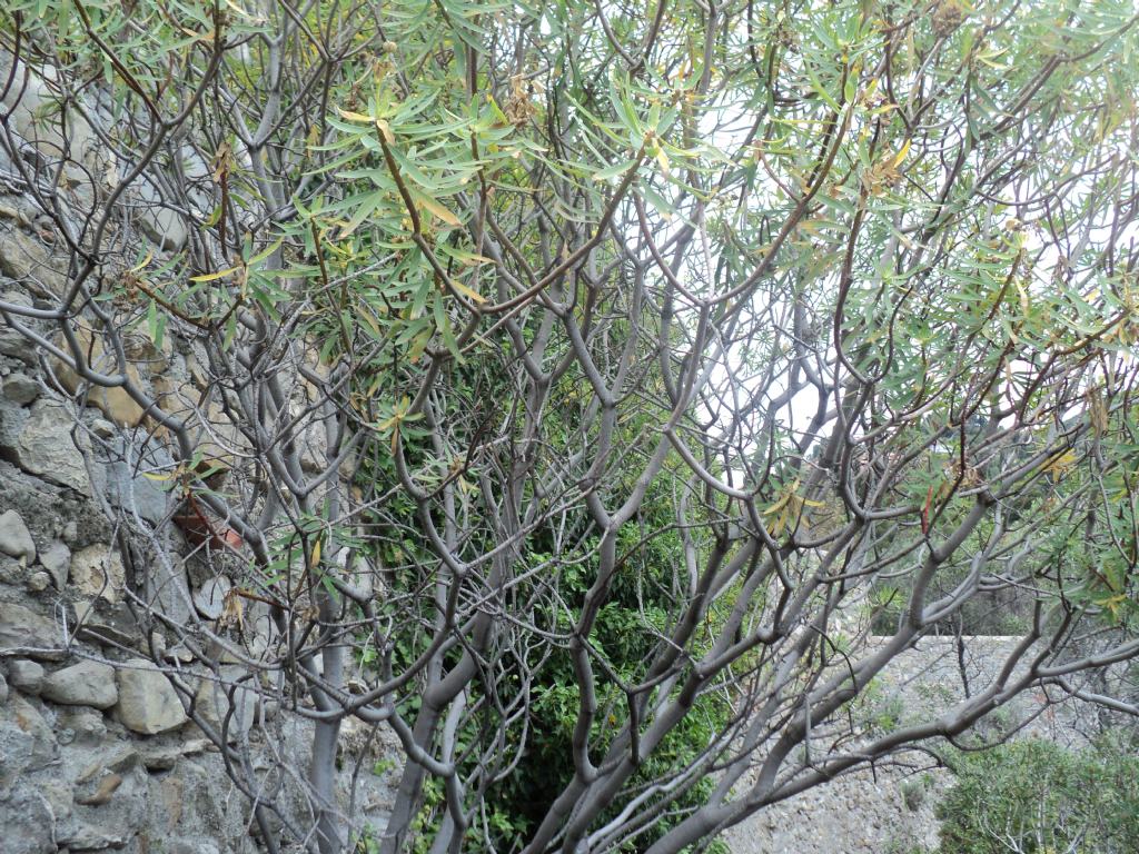 identificazione arbusto - Euphorbia dendroides