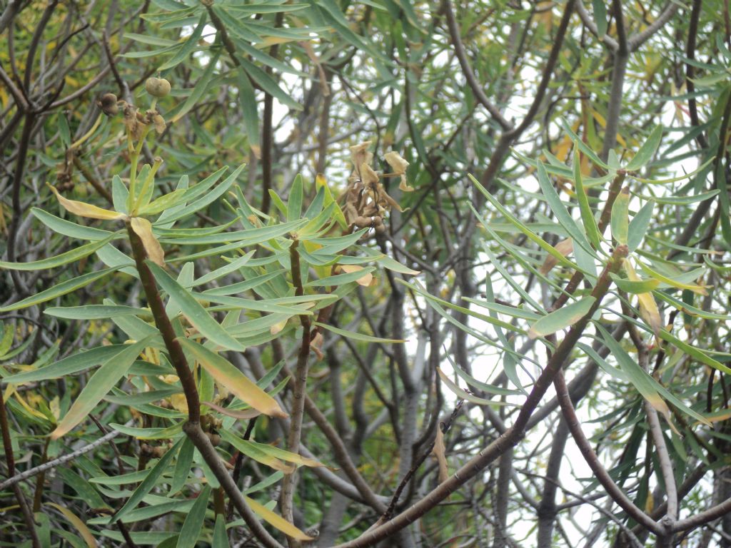 identificazione arbusto - Euphorbia dendroides