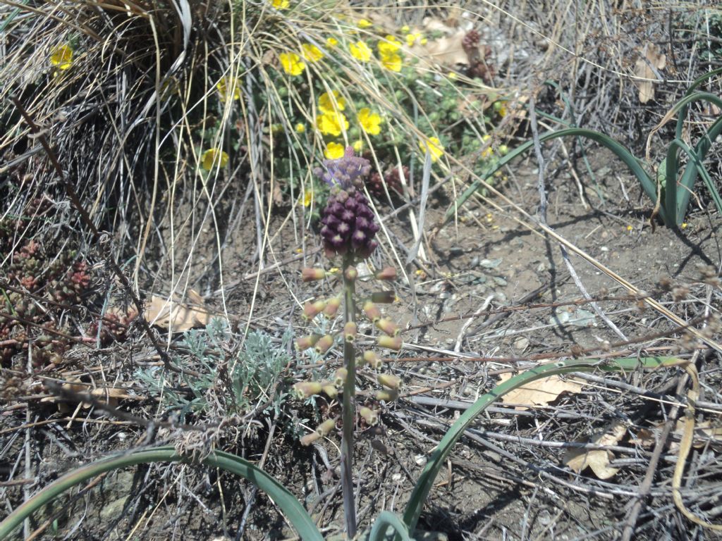 Chatillon (AO)  Muscari comosum