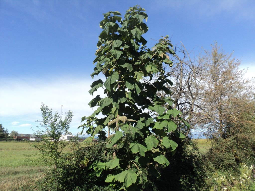 Paulownia tomentosa (Lamiales - Paulowniaceae)