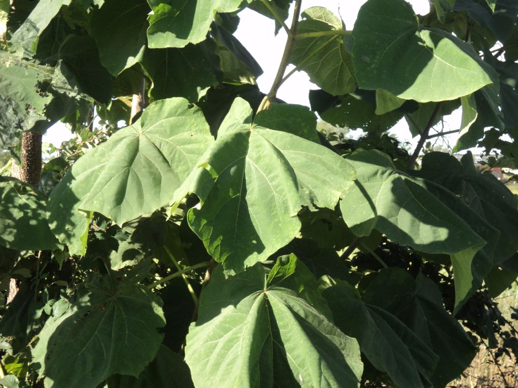 Paulownia tomentosa (Lamiales - Paulowniaceae)