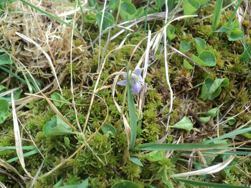 Canton Ticino : Viola palustris