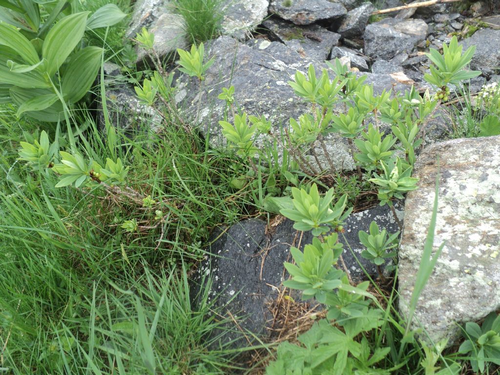 Canton Ticino - Daphne mezereum