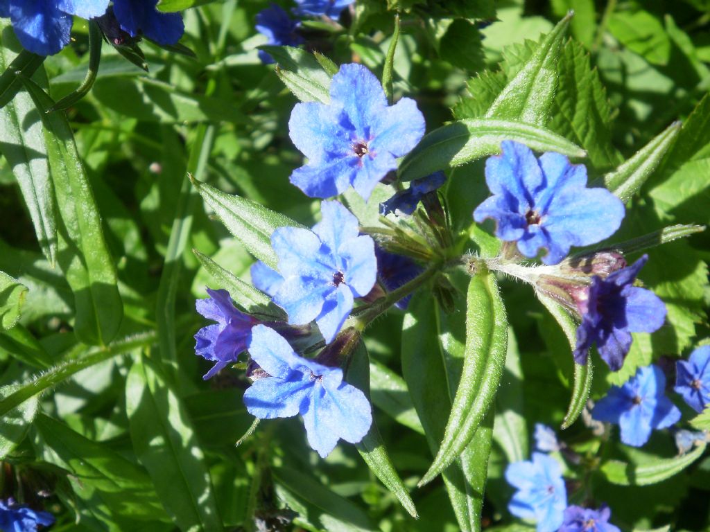 Appennino ligure ; Buglossoides purpurocaerulea