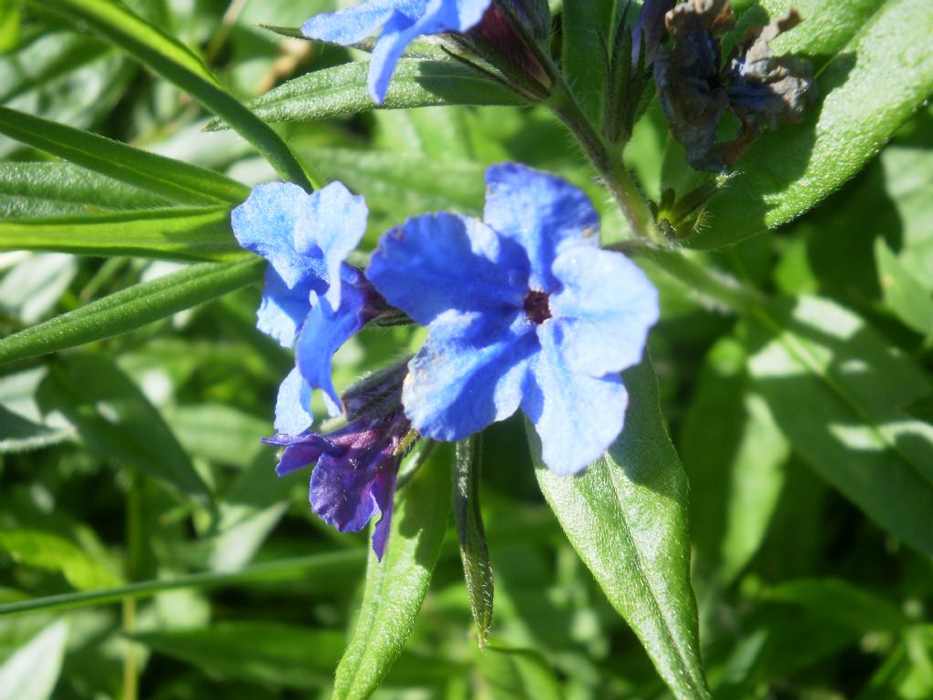 Appennino ligure ; Buglossoides purpurocaerulea