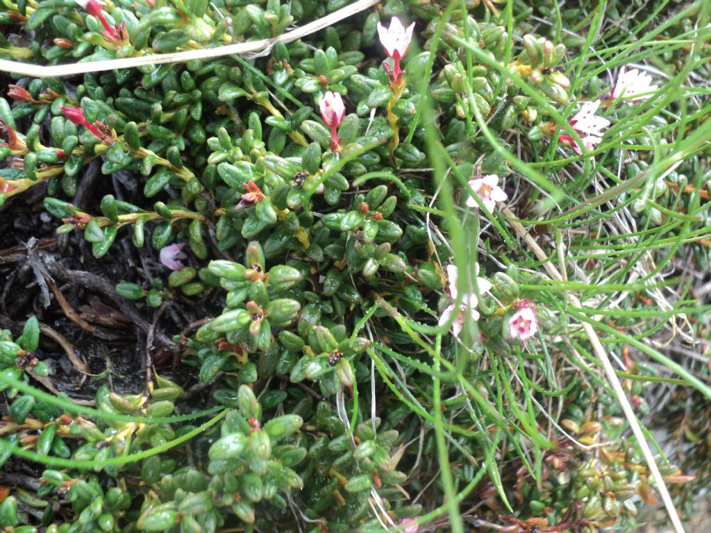 Kalmia procumbens (= Loiseleuria procumbens) / Azalea delle alpi