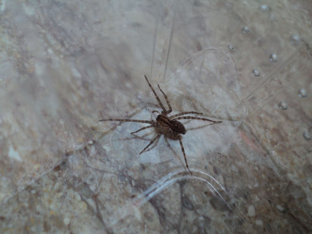 Giovane Malthonica o Tegenaria sp. - Tronzano (VC)