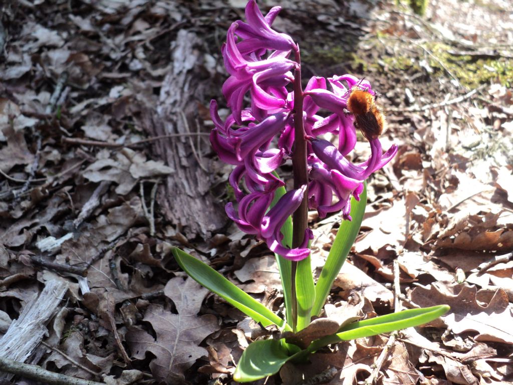 ID fiore particolare - Hyacinthus sp