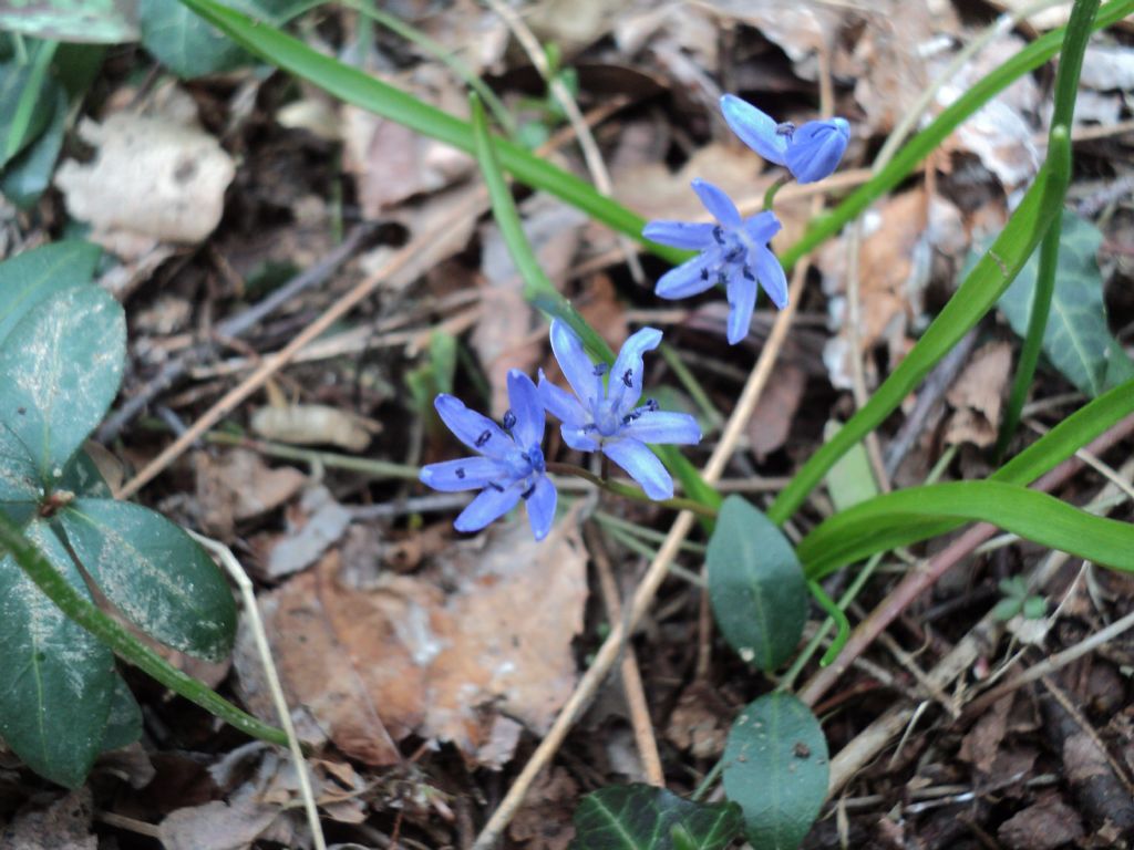 Vizzola Ticino (VA) : Scilla bifolia