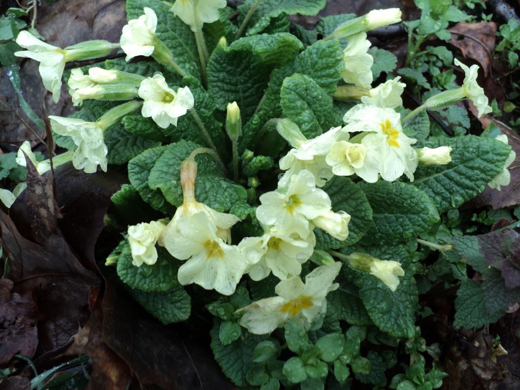 Primula vulgaris