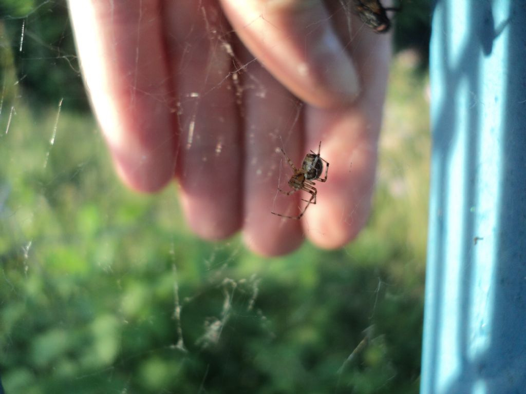 ID Theridiidae