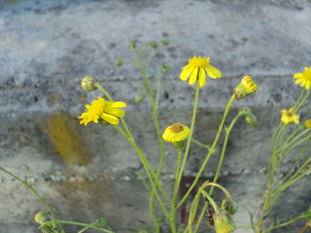 Senecio inaequidens