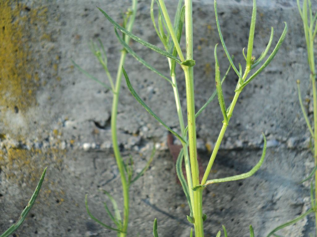 Senecio inaequidens