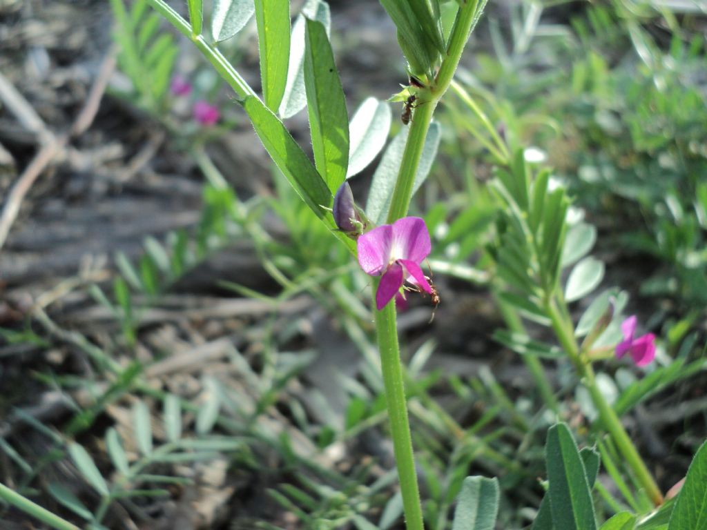 Vicia sativa s.l.