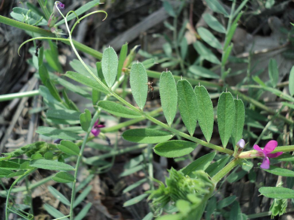 Vicia sativa s.l.