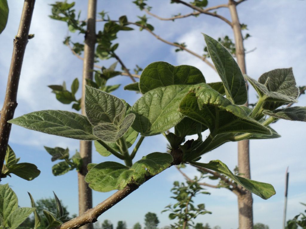 Paulownia tomentosa (Lamiales - Paulowniaceae)