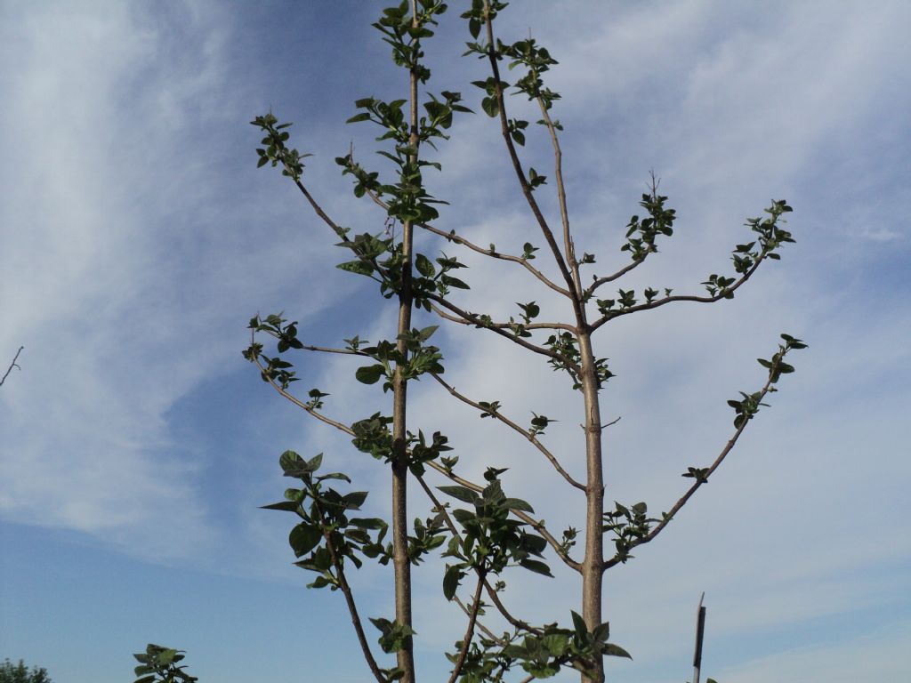 Paulownia tomentosa (Lamiales - Paulowniaceae)