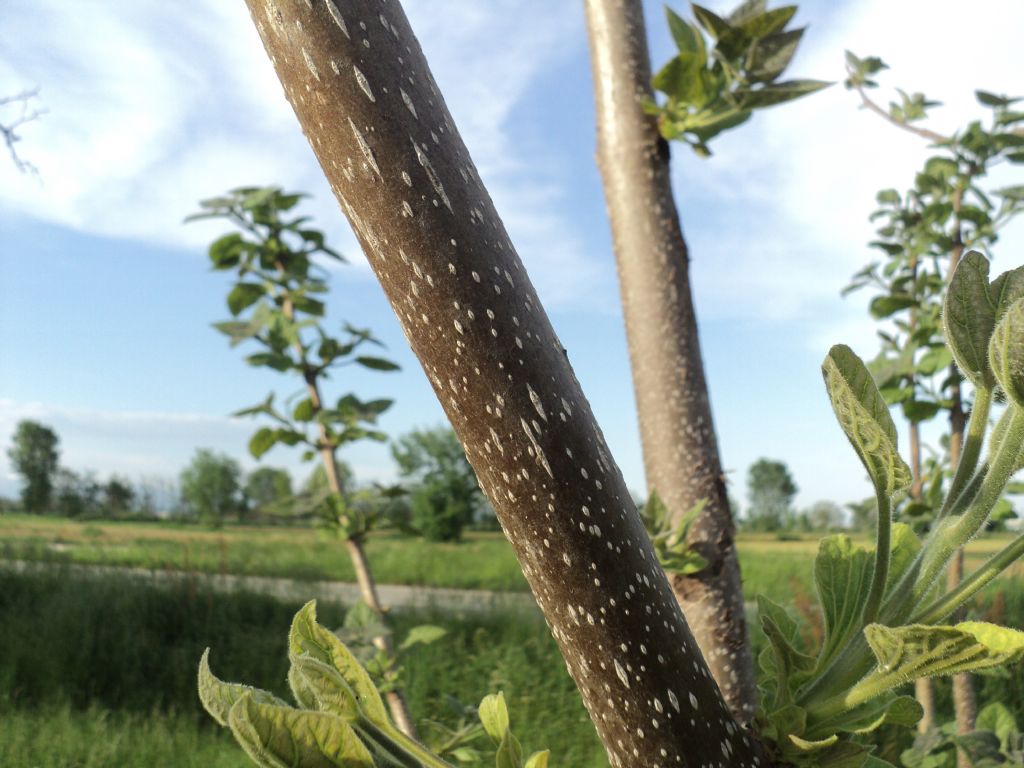 Paulownia tomentosa (Lamiales - Paulowniaceae)