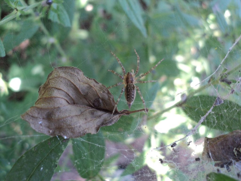 Allagelena gracilens - Saluggia (VC)