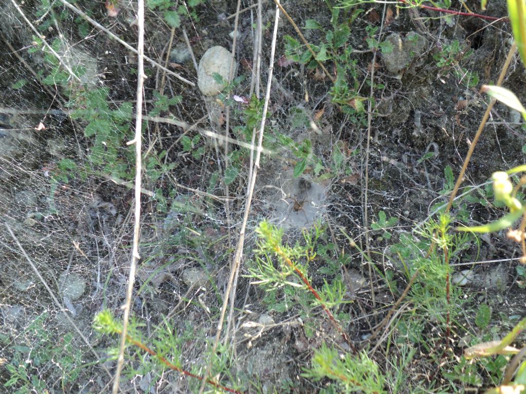 Agelena labyrinthica - Saluggia (VC)