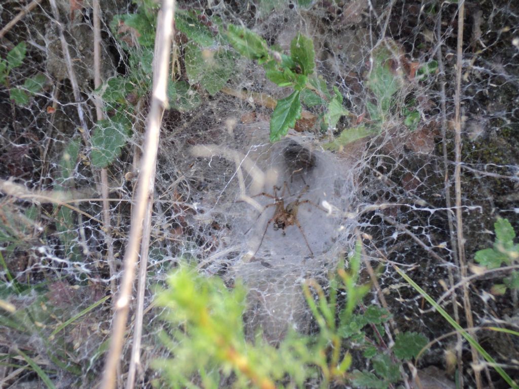 Agelena labyrinthica - Saluggia (VC)