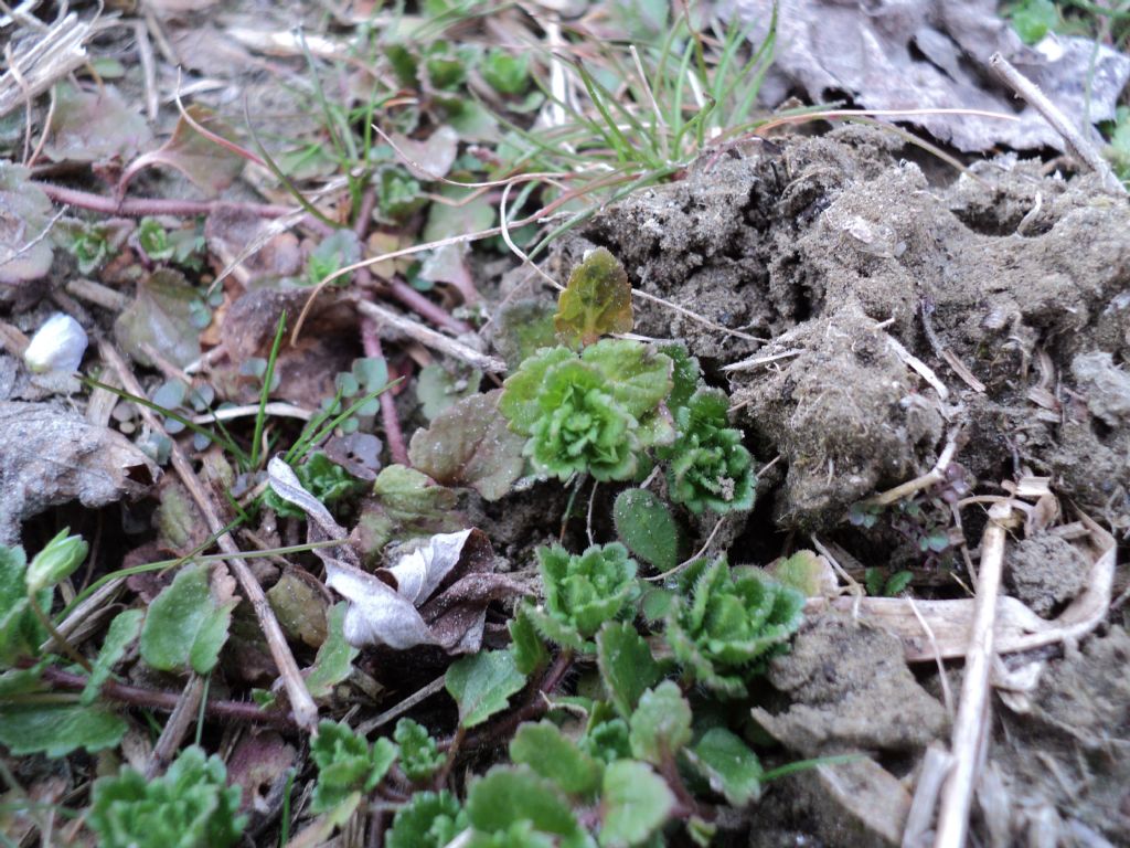 Veronica persica