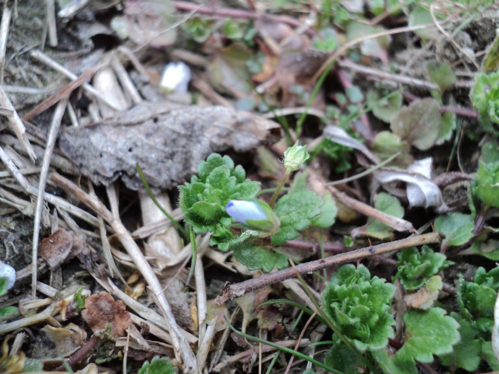 Veronica persica