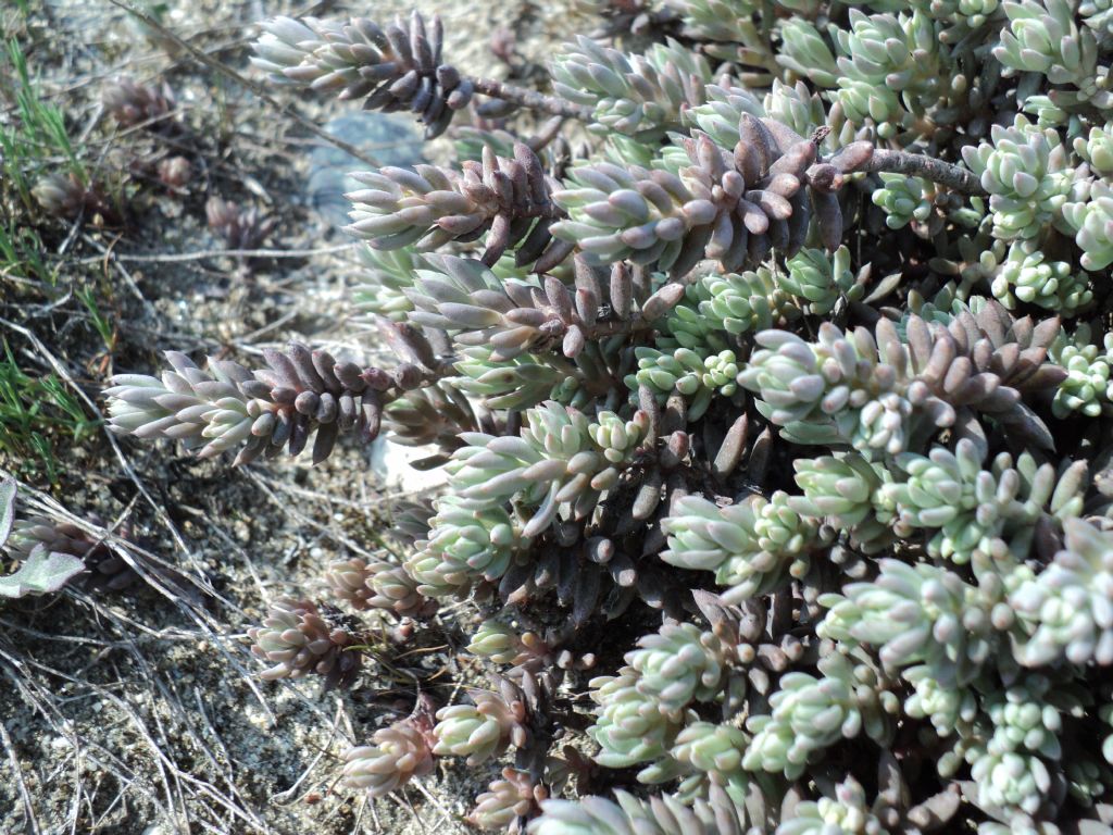 pianta succulenta? - Sedum sp.