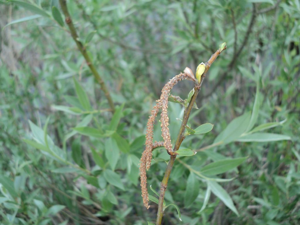 Salix sp.?