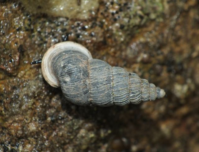 Clausiliidae from northwest of Spain (Cangas de Ons, Asturias)