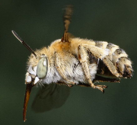 Apidae Megachilinae?  No, Apidae Anthophorinae: cfr. Amegilla sp.