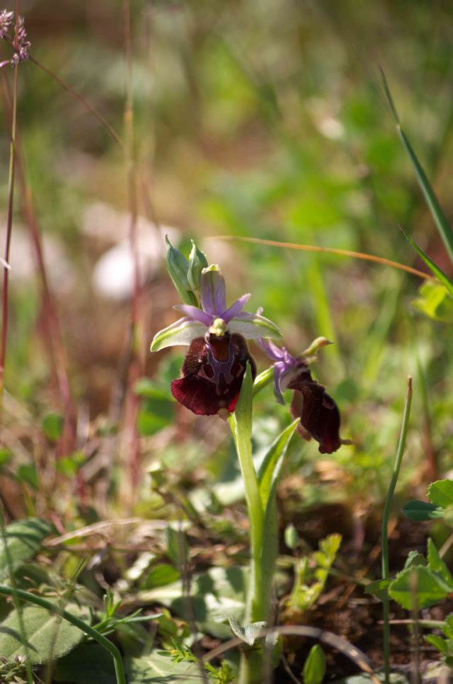 Conferma Ophrys