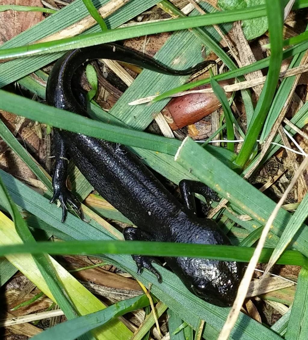 ID. S. salamandra oppure S. atra? Triturus carnifex molto scuro