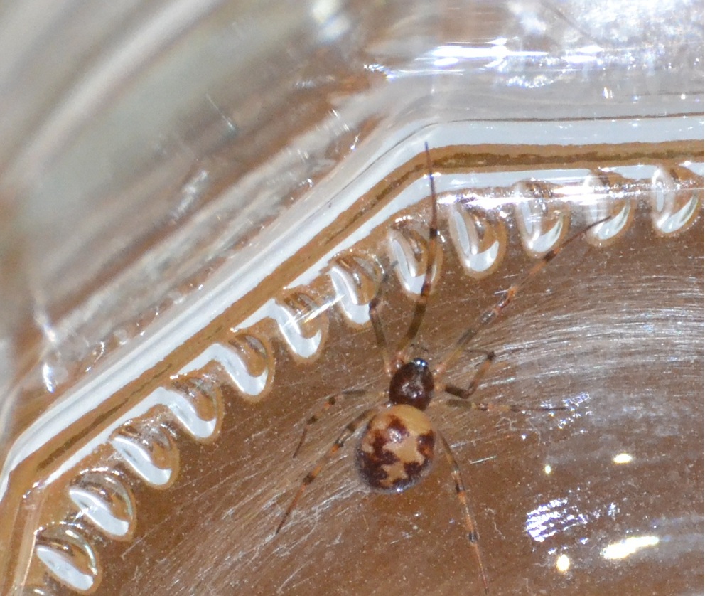 Steatoda triangulosa -