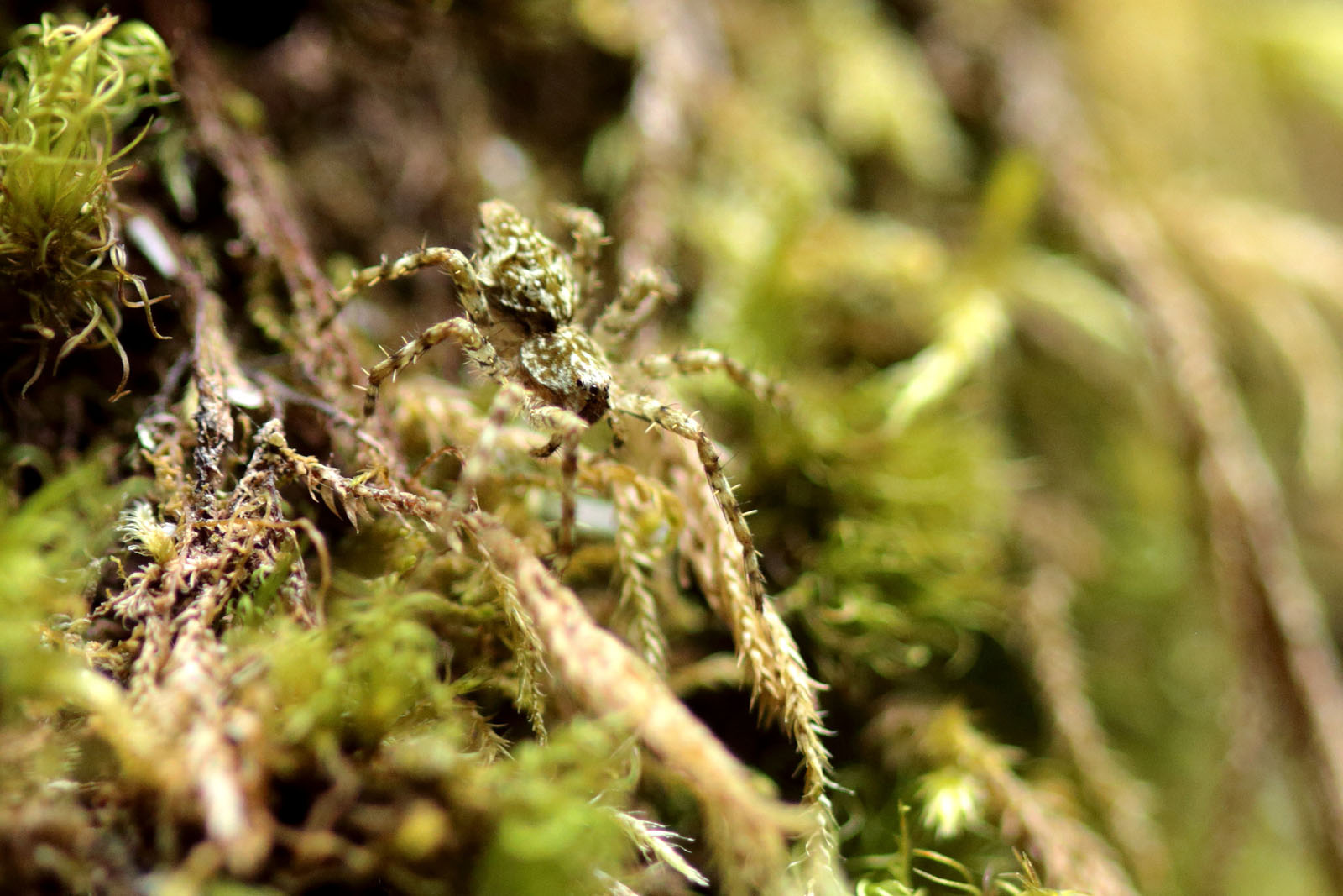 Cladycnis sp. - La Gomera (Isole Canarie)