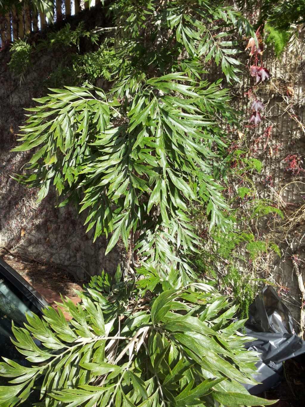 Grevillea cfr. robusta, Proteaceae